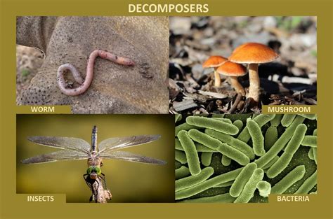 Decomposer Plants