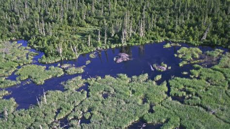 Deep In The Wilderness The World S Largest Beaver Dam Endures Yale E360