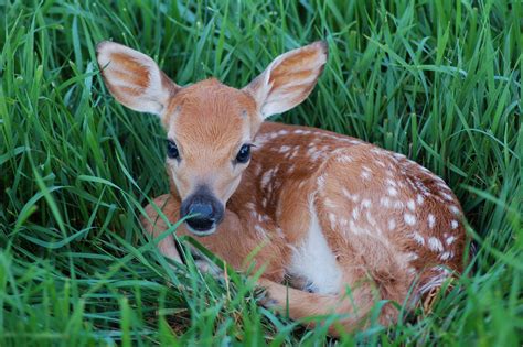 Deer Have Babies: When To Expect Fawns