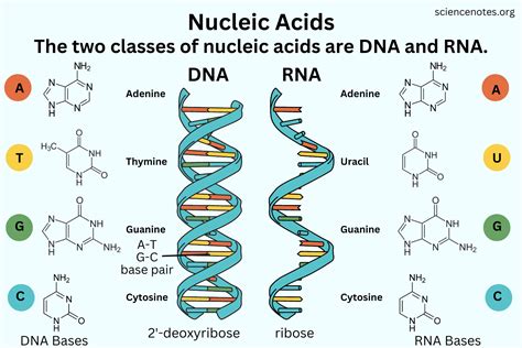 Definition Nucleic Acid