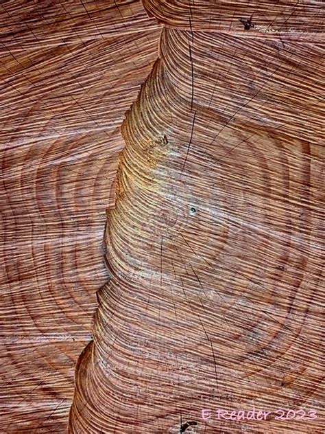 Dendrochronology Tree Ring Dating 2 Dendrochronology O Flickr