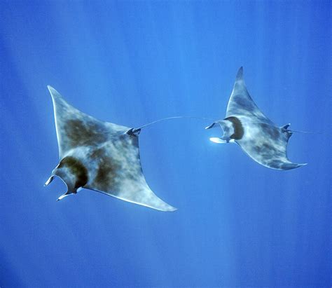 Devil Ray In Mediterranean Sea