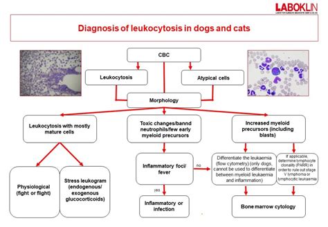 Diagnostic Testing In Cases Of Leukocytosis