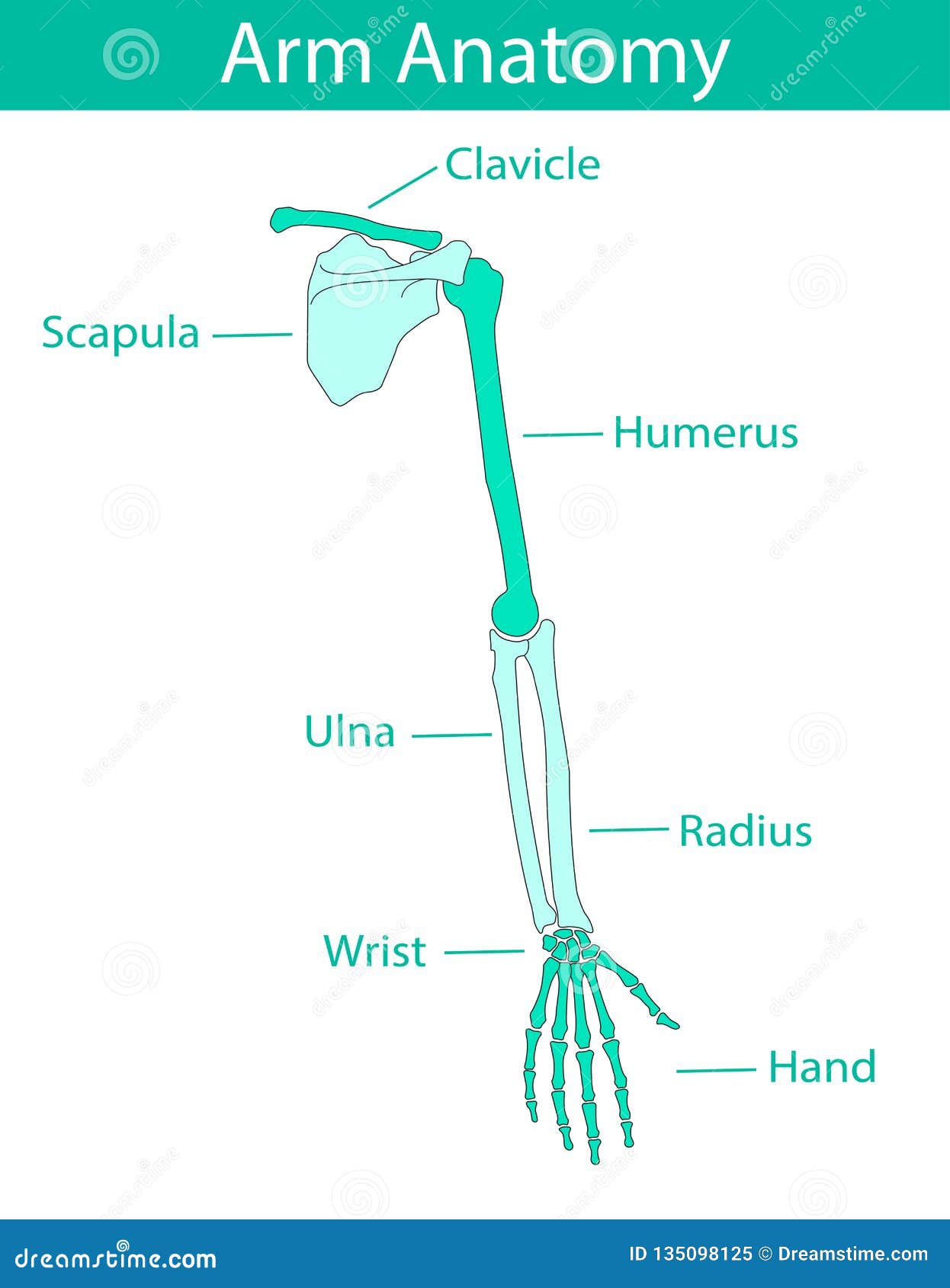 Diagram Of Human Arm Skeletal Umano Braccio Anatomy Vectoril