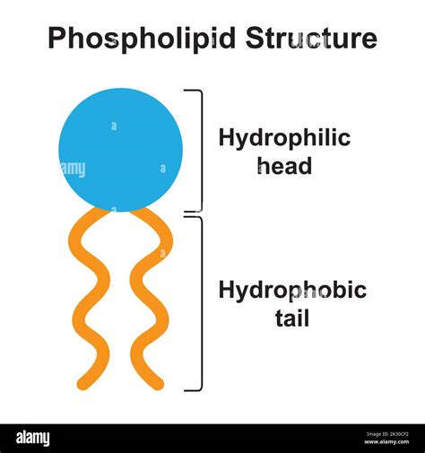 Diagram Of Phospholipids Structure 3 5 Lipid Molecules