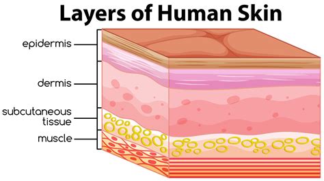 Diagram Of Skin