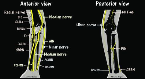 Diagrams Of The Major Nerves In The Distal Arm Elbow And Forearm