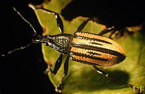 Diaprepes Root Weevil Citrus Root Weevil Citrus Agriculture Pest