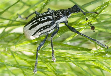 Diaprepes Root Weevil Control Helpful Tips What S That Bug