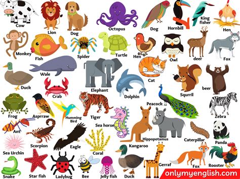 Different Animals Name With Picture