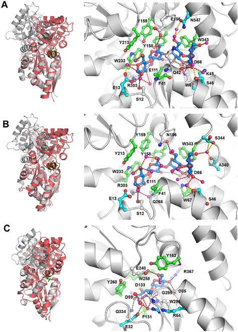 Differential Substrate Recognition By Maltose Binding Proteins