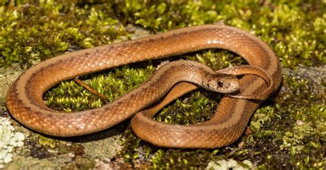 Discover 38 Snakes Found In South Carolina 6 Are Venomous A Z Animals