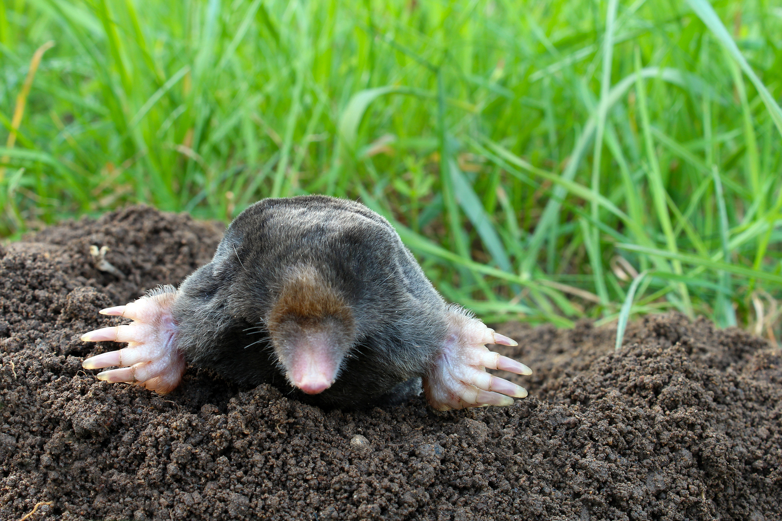 Discover The Secret Of Moles In Florida How To Identify And Control Them