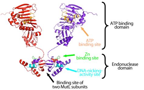 Discovery Of Key Site Essential For Regulating The Function Of Mutl A