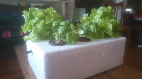 Diy Hydroponic Styrofoam Recycling Youtube Styrofoam Recycling