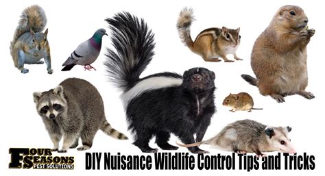 Diy Nuisance Wildlife Control Tips And Tricks Four Seasons Pest Solutions