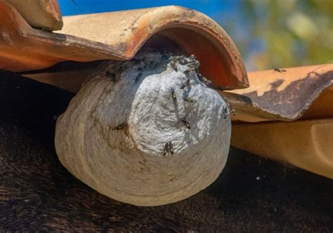 Diy Wasp Nest Removal A Free Comprehensive Guide Hometainable