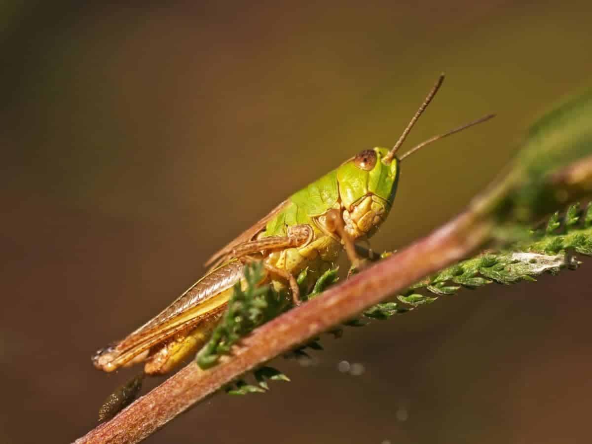 Do Birds Eat Grasshoppers Which Birds And How To Control