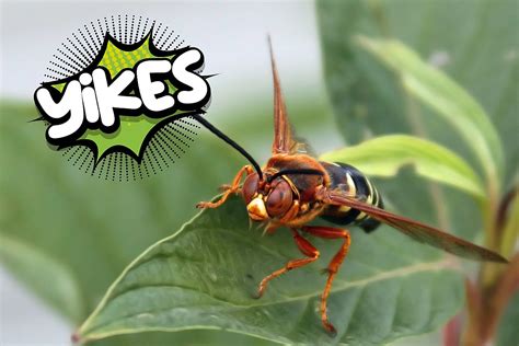 Do Cicada Killer Wasps Live In Idaho