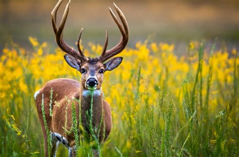 Do Female Deer Have Antlers Know The Surprising Reality Deerseason Org