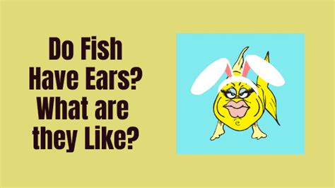 Do Fish Have Ears Are They Like Ours