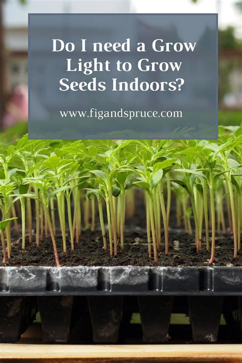 Do I Need A Grow Light To Start Seeds Indoors Fig Spruce Grow