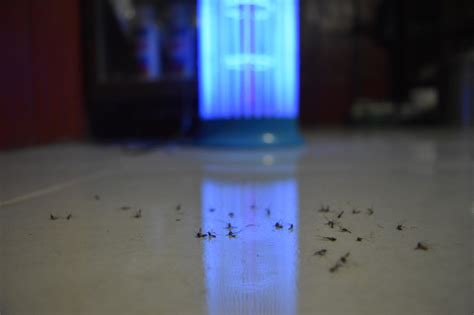 Do Led Lights Attract Bugs