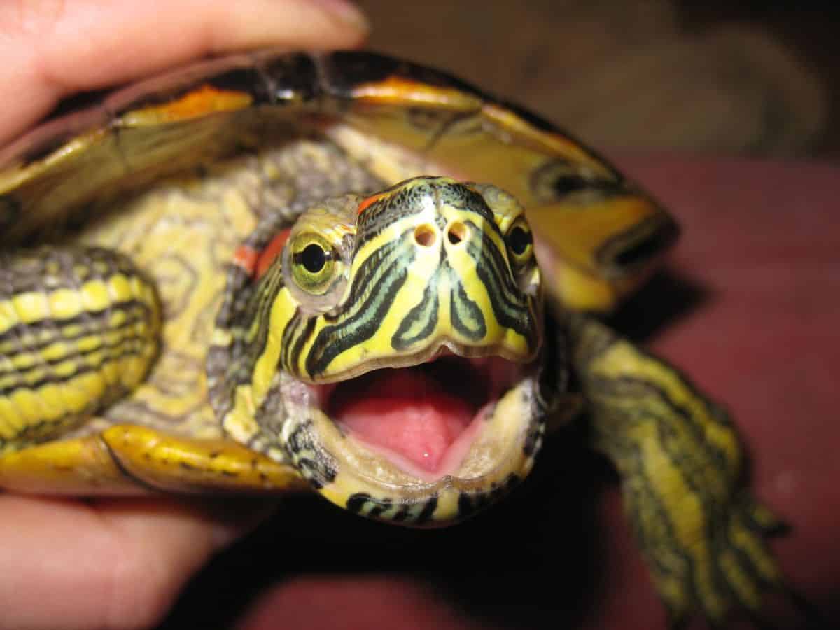 Do Red Ear Slider Turtles Hibernate