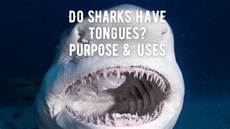 Do Sharks Have Tongues In Their Mouth Answer Revealed