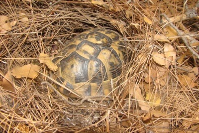 Do Tortoises Have To Hibernate Tortoise Habitat Tortoise Food