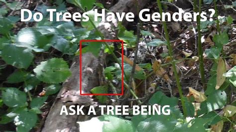 Do Trees Have Genders Let S Ask A Tree Being Youtube