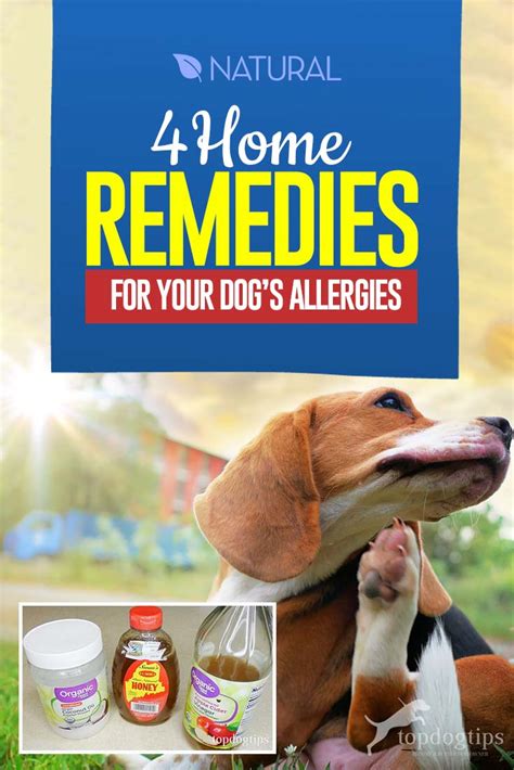 Dog Allergies Treatment