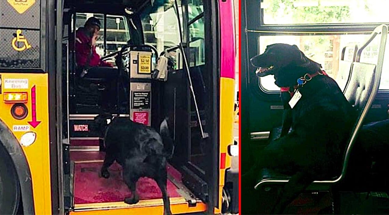 Dog Commutes To The Dog Park On The Bus By Herself Littlethings Com