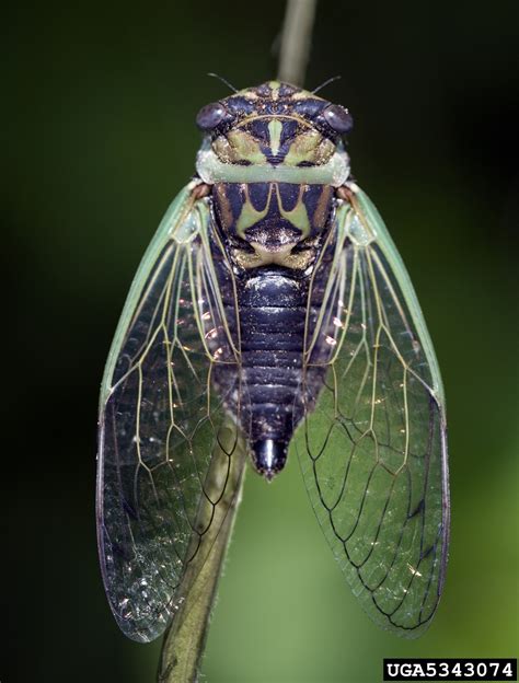 Dog Day Cicada