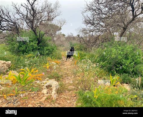 Dog In Toronto Hi Res Stock Photography And Images Alamy