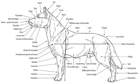 Dog Structure Blueprint: Master The Basics