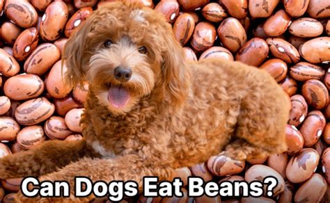 Dogs Eat Pinto Beans: Safe Or Toxic