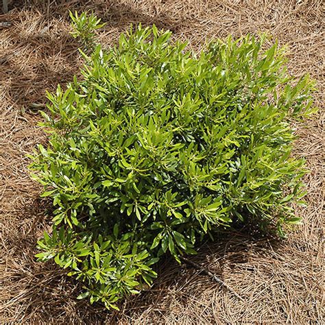 Don S Dwarf Southern Wax Myrtle Myrica Cerifera Don S Dwarf In