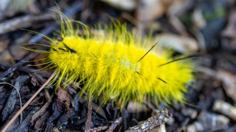 Don T Touch The Cute And Fuzzy Yellow Caterpillars That Have Cropped