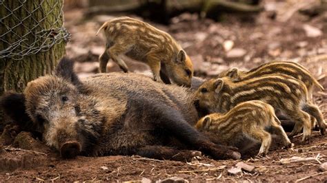 Download Alberta Wild Boar Wallpaper Wallpapers Com