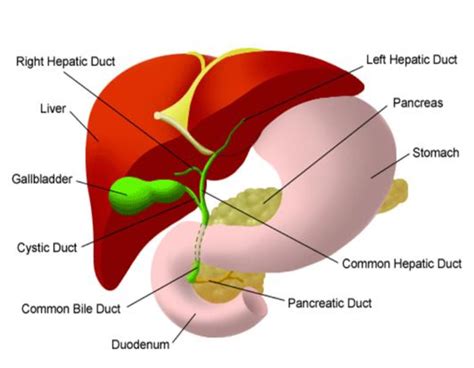 Drainage Of Bile Duct