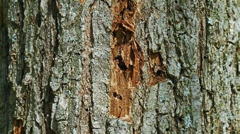 Dutch Elm Tree Disease