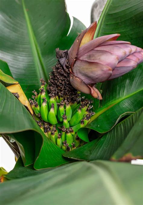 Dwarf Banana Tree