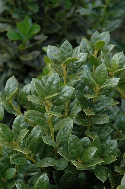 Dwarf Burford Holly: Low Maintenance Landscaping