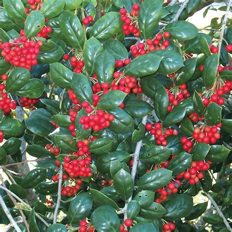 Dwarf Burford Holly