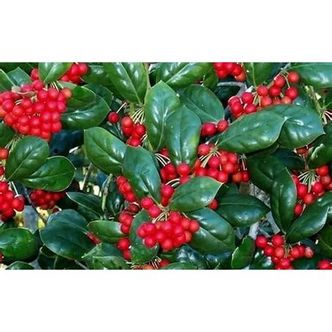 Dwarf Burfordi Holly Ilex 1 Extra Large 3 Gallon Plant Ilex Cornuta