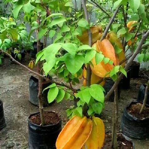 Dwarf Star Fruit Plant Manufacturer Supplier In Hojai India