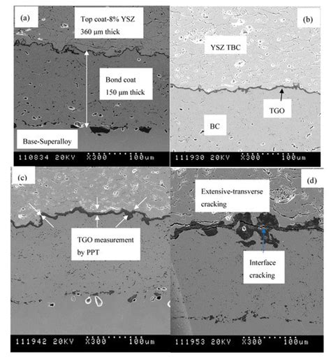 Dynamic Fracture Crack Front Shape