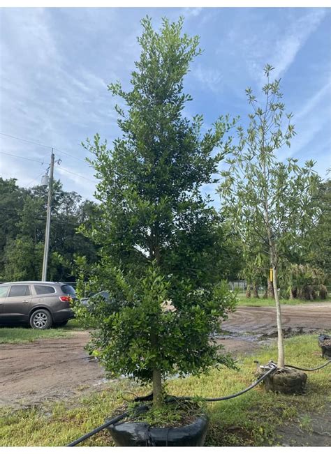 East Palatka Holly Liberty Landscape Supply