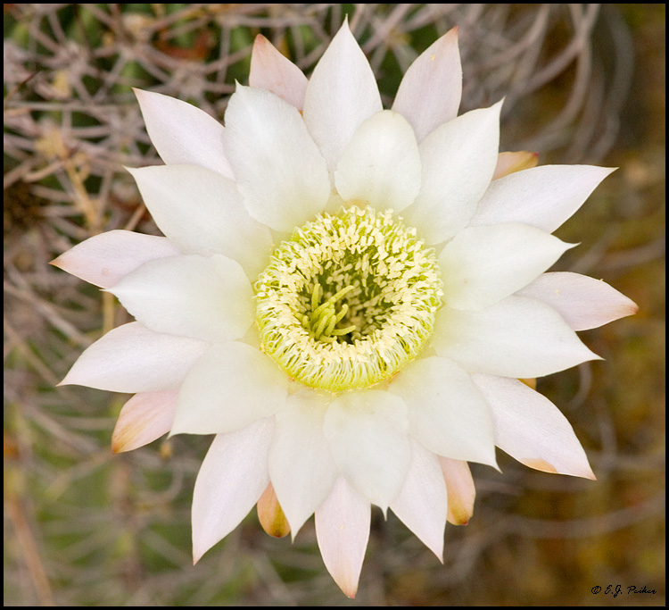 Easter Lily Cactus: Easy Care Tips